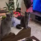 قطط للتبني العدد 3