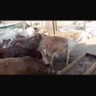 سواكنى جبر