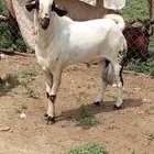 تيس بيشي سديس