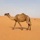 للبيع لقحه صفرا