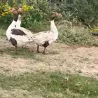 مطلوب دجاج بياض