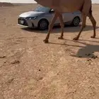 فحل اشعل كفو