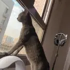 قط Russian Blue للتبني