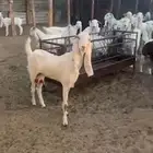 للبيع عدد 28 راس معزاء بفحلها