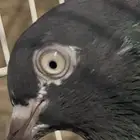 اناثي باكستاني رامات