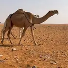 ناقه كفو عشراء تحتها بكره