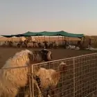 فحل نعيمي يقرع