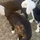 للبيع ثلاث رخال للي يبي يقني او يذبح العمر ثلاث اشهر واقل