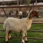 رغايث نعيم