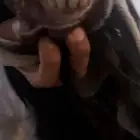 تيس عارضي صنف طول جرم جباره
