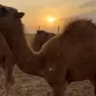 حوار