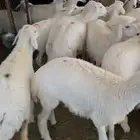 خرفان للبيع جمله وتفريد يوجد تقسيط