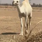 لقحه مع ثلاث عشاير