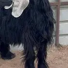 تيس عارضي