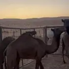حواره كفووو