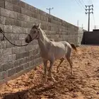 مهر
