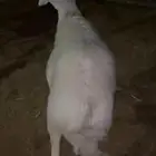 خاروف حول 7 شهور