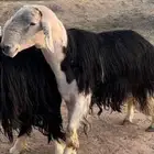 فحل نجدي مشروط