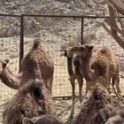 بكار وقعدان