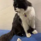 بسة ضايعه