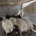 خرفان نعيم فاخره