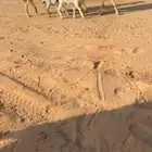 حريات مقنوي ( تم البيع )