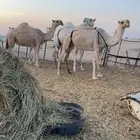 ضرايب وضح