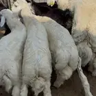 خرفان حري مليان شحم ولحم