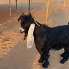 تيس عارضي جذع طيب