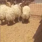 ذبايح نعيم بلدي