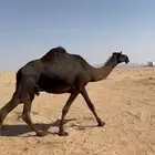 خلفه منيحه طيبهه