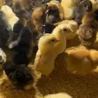 صوص   ب ريال سكاكا وعرعر