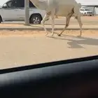 لقحه وضحا رمانيه كفو سنها جذعه