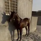 حصان شعبي
