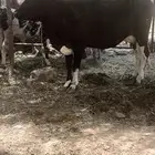 بقرة منيحه معها ولدها حليب 8 إلى 10 كيلو