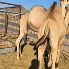 قعودين كفو للبيع