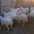 رخال رفيديه جذعات