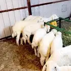 يوجد ذبايح طيبه ب سعر مناسبه