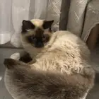 قط هملايا