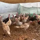 للبيع دجاج رومي وبط وأرنب ودجاج بياض