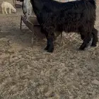 تيس فحل عارضي خصم