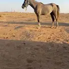 فرس شعبية لقحة