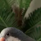 طير ضايع مفقود