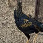 دجاج سندي للبيع