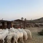 رخال صنف دفيع