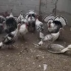 ديوك رومي