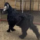 تيس عارضي