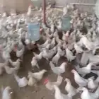 يوجد دجاج ودياكه