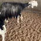 نجد ولد صنننف الصنف