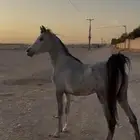 مهره عربيه اصيله ( واهو )